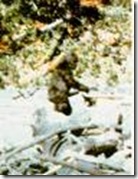 bigfoot