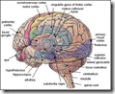 brain